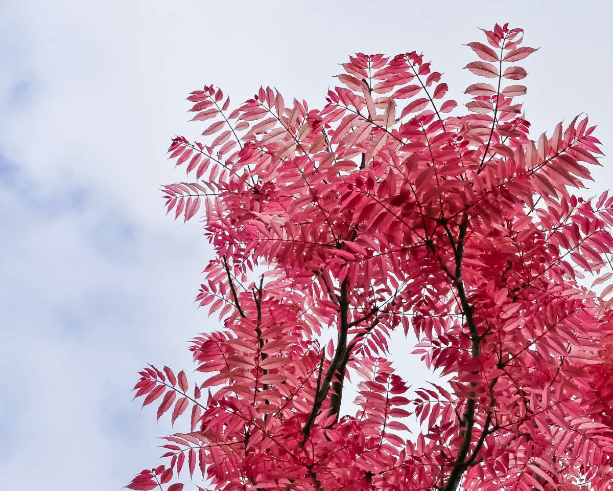 Chinese Cedar Flamingo (Cedrela sinensis)