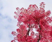 Chinese Cedar Flamingo (Cedrela sinensis)