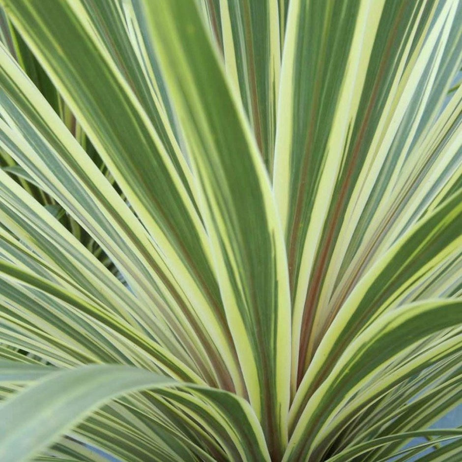 Cordyline Torbay Dazzler (Cordyline australis)