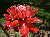 Torch Ginger 'James Red' (Etlingera elatior)