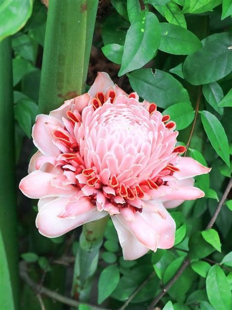Torch Ginger 'Light Pink' (Etlingera elatior)
