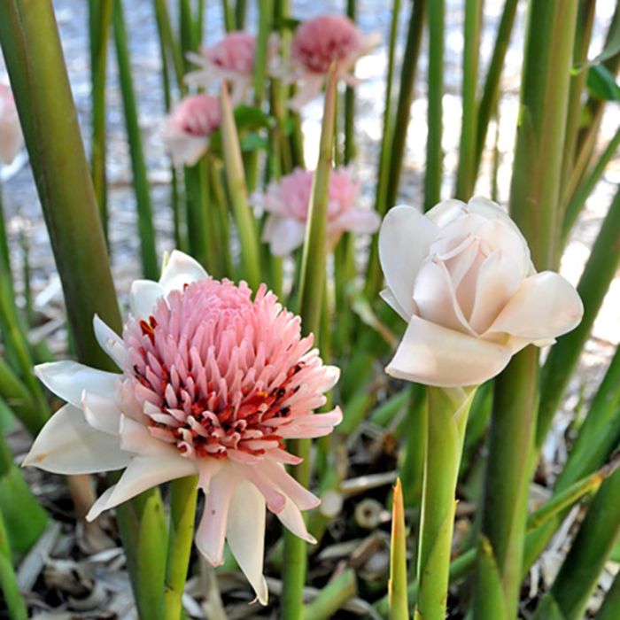 Torch Ginger 'Thai White' (Etlingera elatior) - Ladybird Nursery