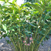 Torch Ginger 'Thai White' (Etlingera elatior)