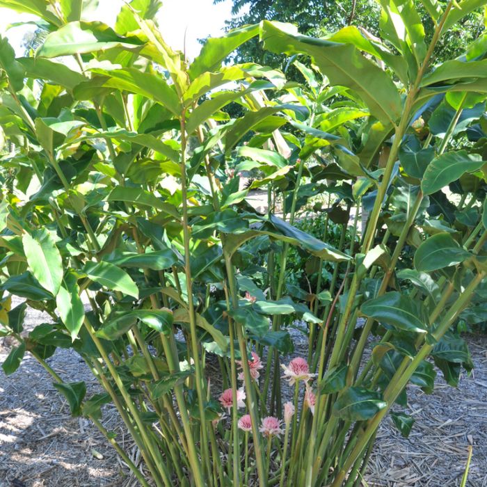 Torch Ginger 'Thai White' (Etlingera elatior) - Ladybird Nursery