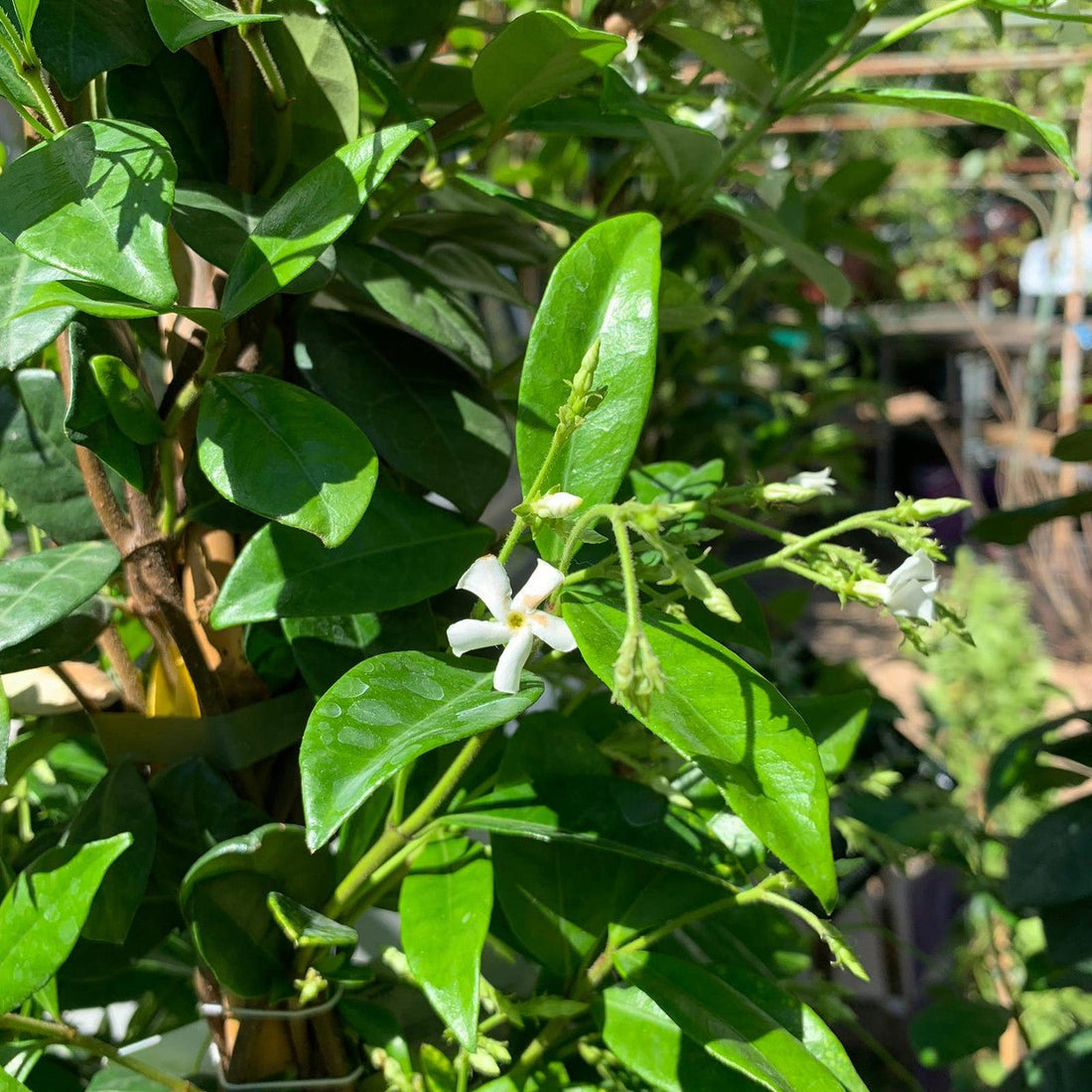 Star Jasmine Tripods (Trachelospermum jasminoides) - Ladybird Nursery