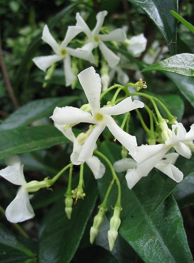 Asian Jasmine (Trachelospermum asiaticum) - Ladybird Nursery
