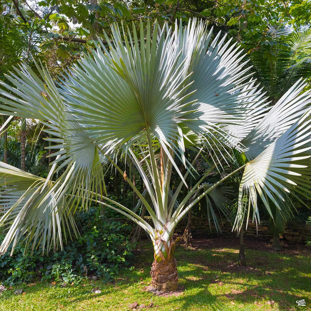 Windmill Palm (Trachycarpus fortunei)