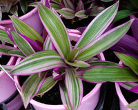Spiderwort Dwarf Pinky Rhoeo (Tradescantia spathacea) - Ladybird Nursery