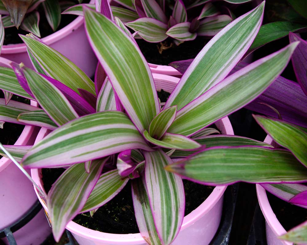 Spiderwort Rhoeo (Tradescantia spathacea)