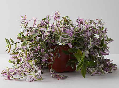 Spiderwort Silver (Tradescantia spp.)