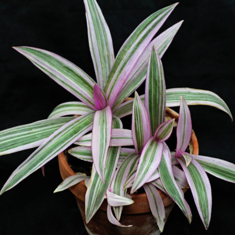 Spiderwort Dwarf Rhoeo (Tradescantia spathacea)