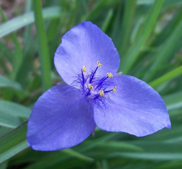 Spiderwort (Tradescantia minima) - Ladybird Nursery