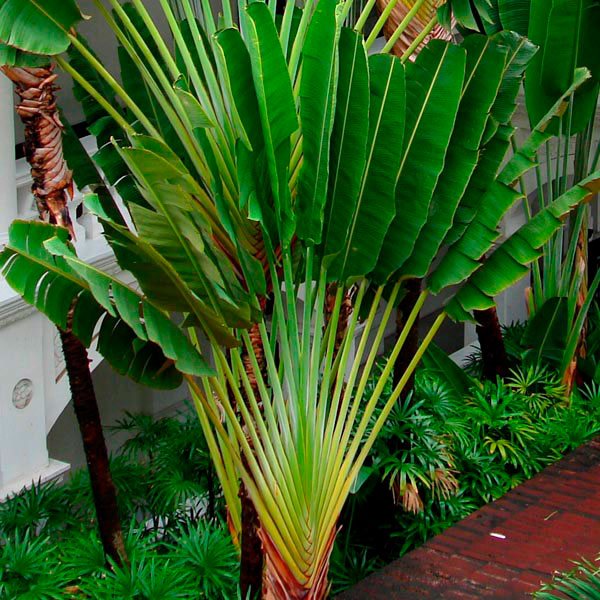 Traveller's Palm (Ravenala madagascariensis)