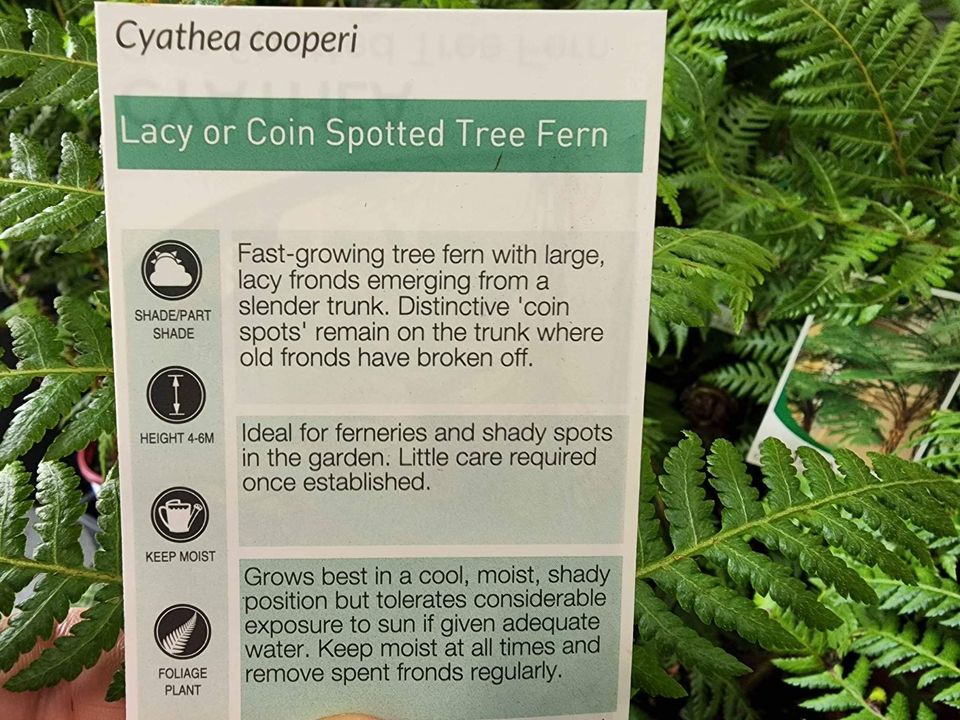 Tree Fern (Cyathea cooperi) - Ladybird Nursery