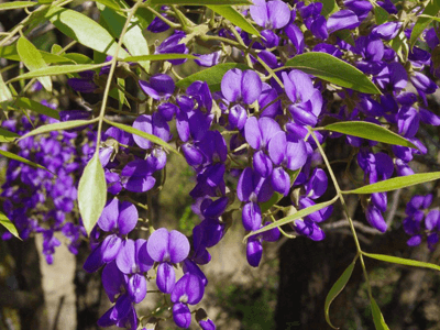 Tree Wisteria (Bolusanthus speciosus) - Ladybird Nursery