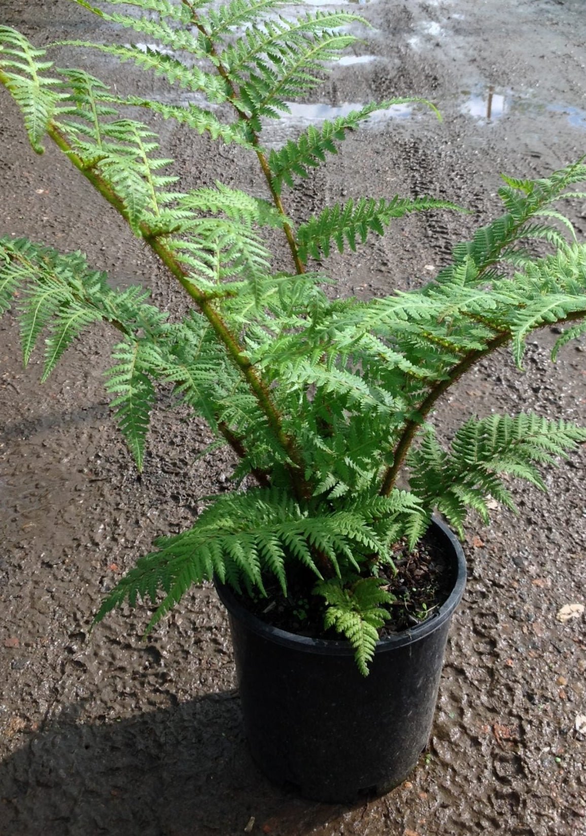 Tree Fern (Cyathea cooperi) - Large - Ladybird Nursery