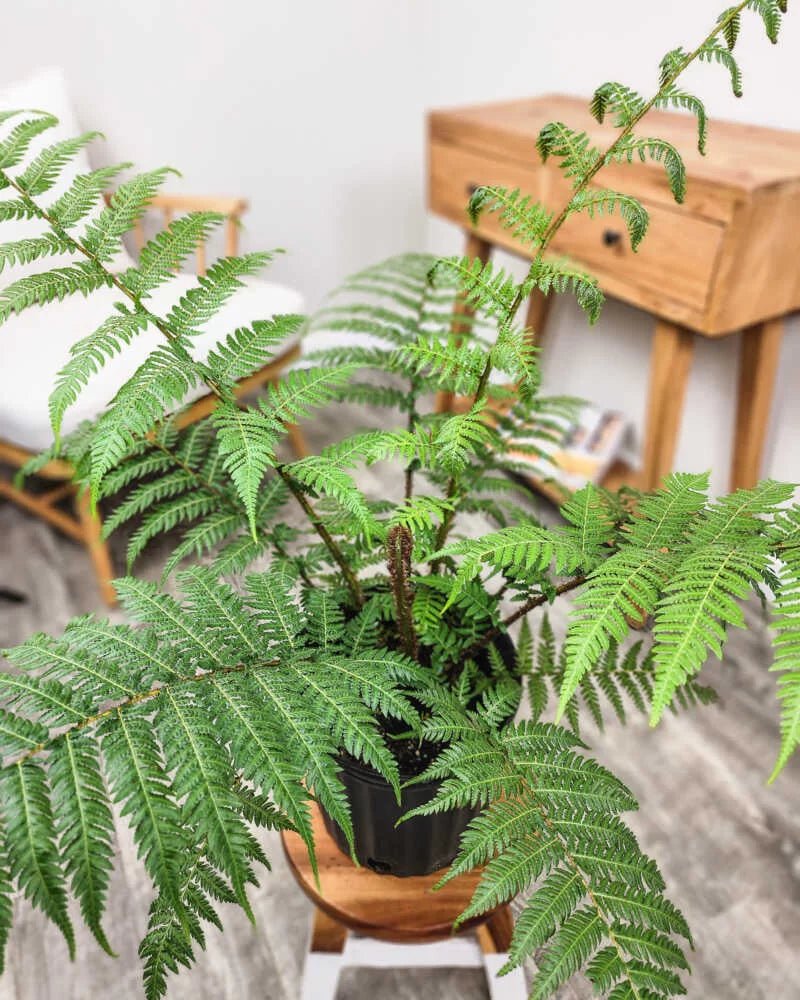 Tree Fern (Cyathea cooperi) - Large - Ladybird Nursery