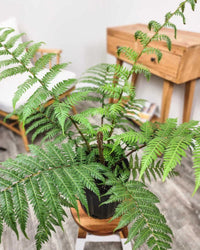 Tree Fern (Cyathea cooperi) - Large - Ladybird Nursery