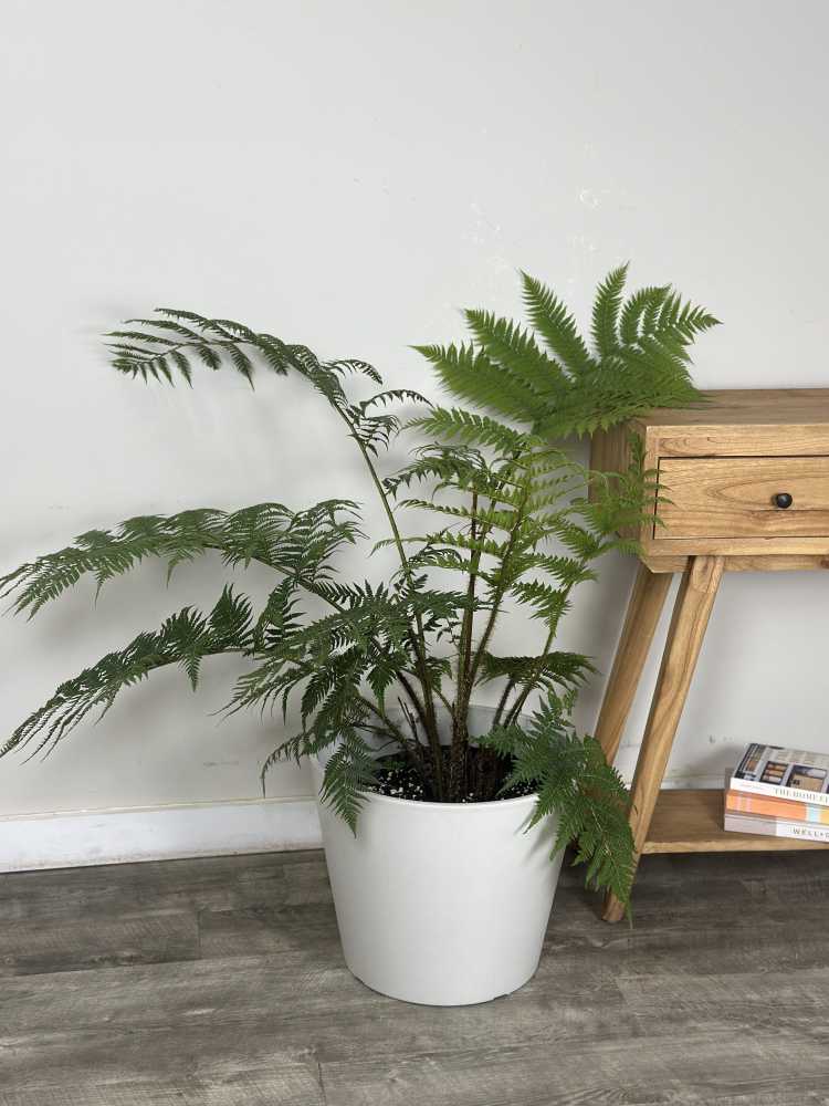 Tree Fern (Cyathea cooperi) - Large - Ladybird Nursery