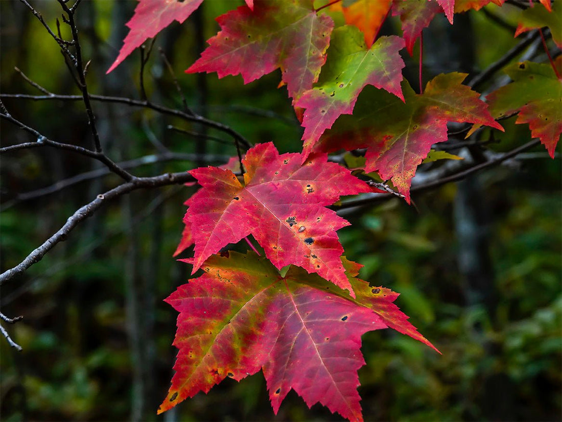 Red Maple (Acer rubrum) - Ladybird Nursery