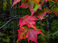 Red Maple (Acer rubrum)