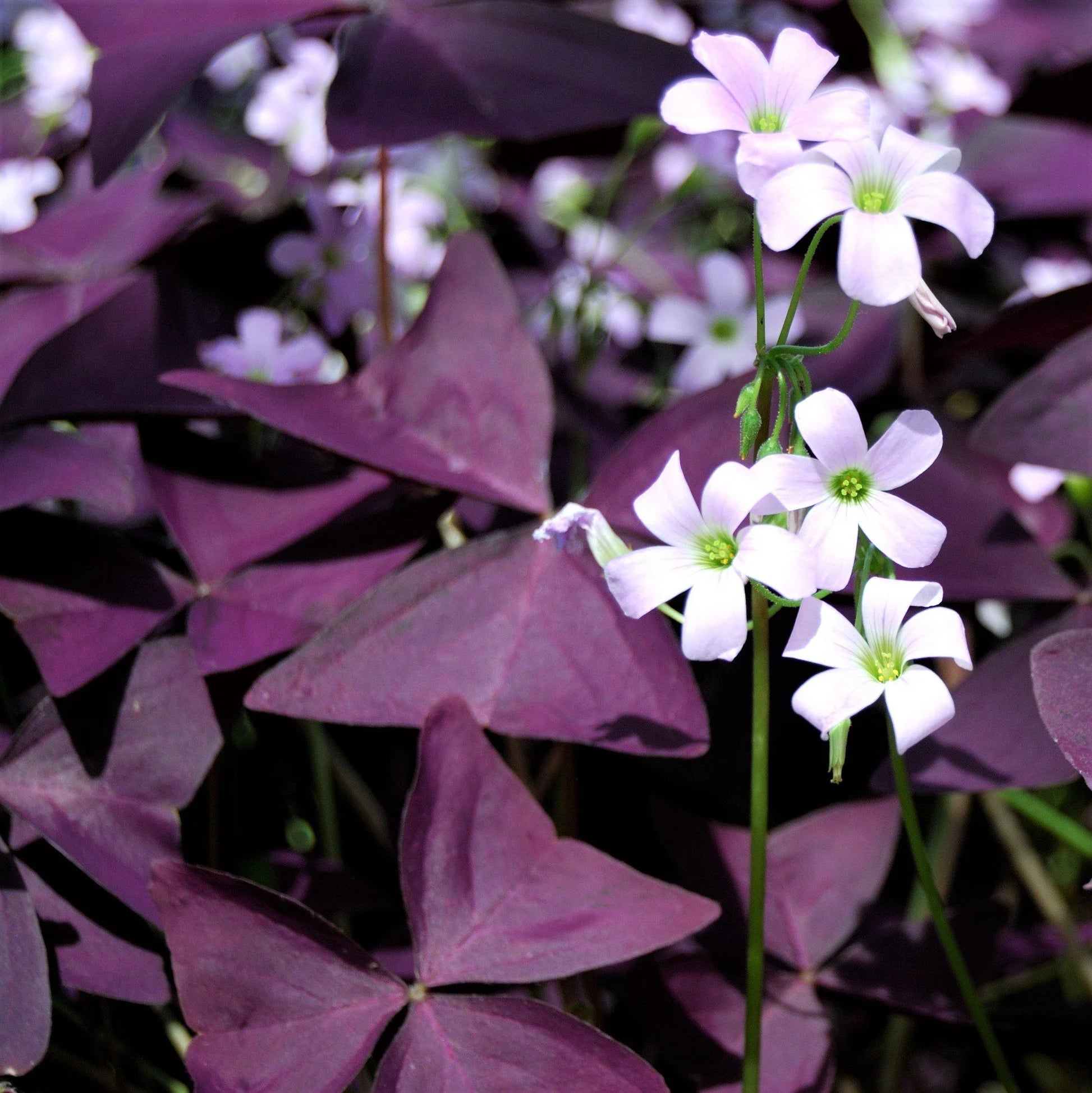 Purple Shamrock Purpurea (Oxalis triangularis) Pickup ONLY - Ladybird Nursery