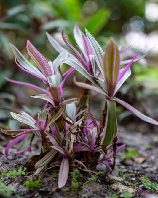 Spiderwort Dwarf Rhoeo (Tradescantia spathacea)