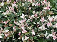 Tricolour Jasmine (Jasminum polyanthum ‘Tricolour’)