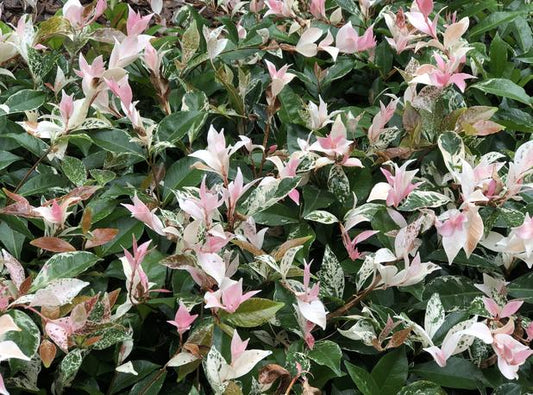 Tricolour Jasmine (Jasminum polyanthum ‘Tricolour’)
