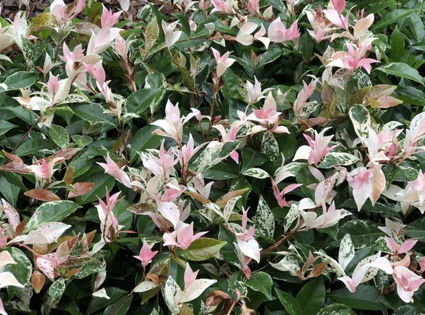 Tricolour Jasmine Plants