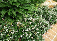 Tricolour Jasmine (Jasminum polyanthum ‘Tricolour’)