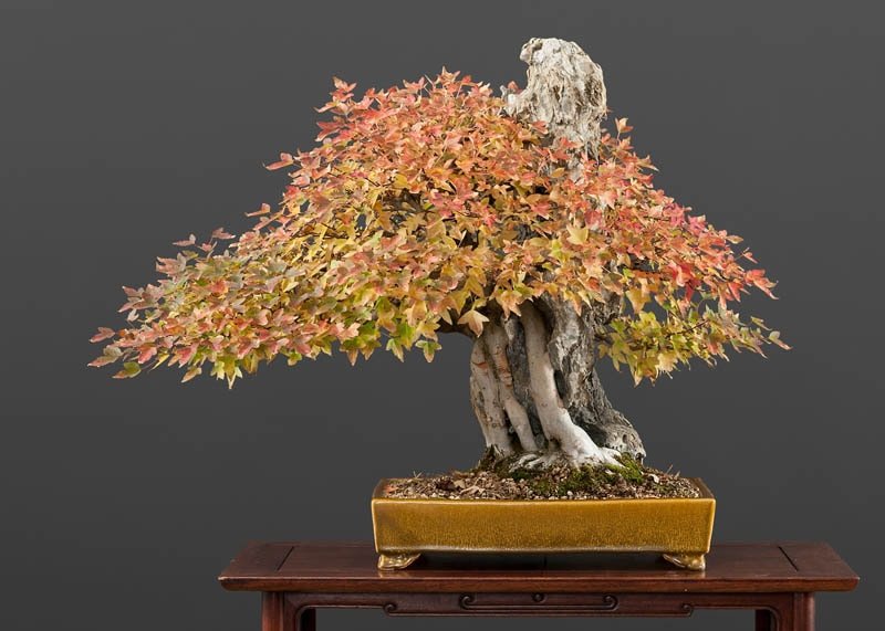 Trident Maple Bonsai Starter (Acer buergeranium) - Ladybird Nursery