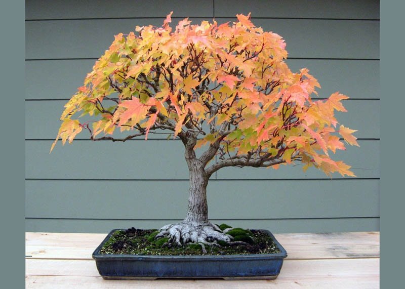 Trident Maple Bonsai Starter (Acer buergeranium) - Ladybird Nursery