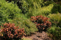 Water Gum Dwarf Burgundy Blush (Tristaniopsis laurina)