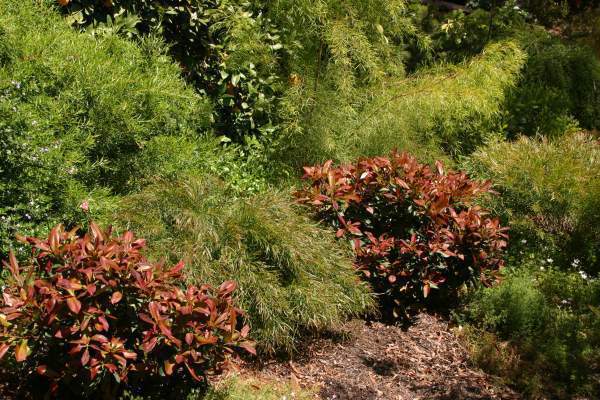 Water Gum Dwarf Burgundy Blush (Tristaniopsis laurina) - Ladybird Nursery
