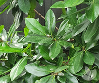 Water Gum LUSCIOUS® (Tristaniopsis laurina)