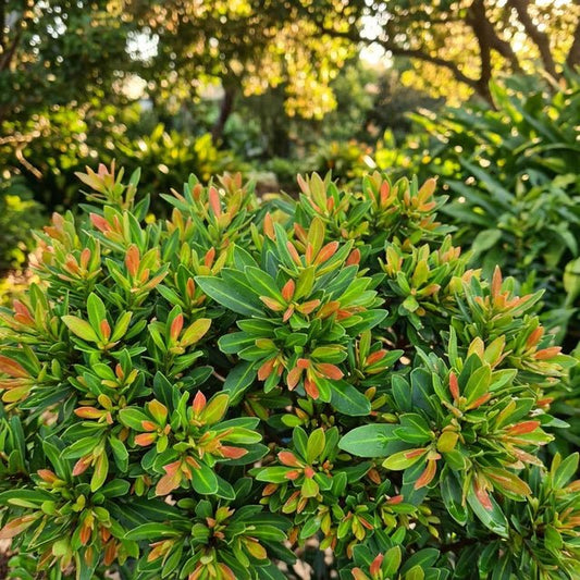 Tristaniopsis 'Sprite' - Ladybird Nursery