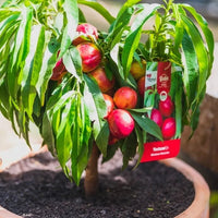 Dwarf Trixzie Nectarine 'Nectazee' - Ladybird Nursery
