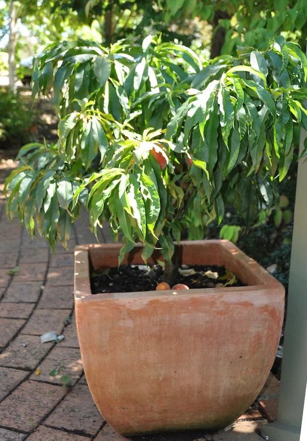 Dwarf Trixzie Nectarine 'Nectazee' - Ladybird Nursery