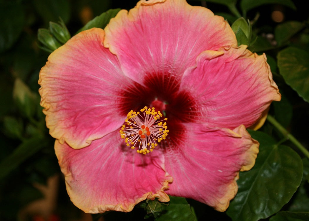 Hibiscus Rio Clara Hot Pink