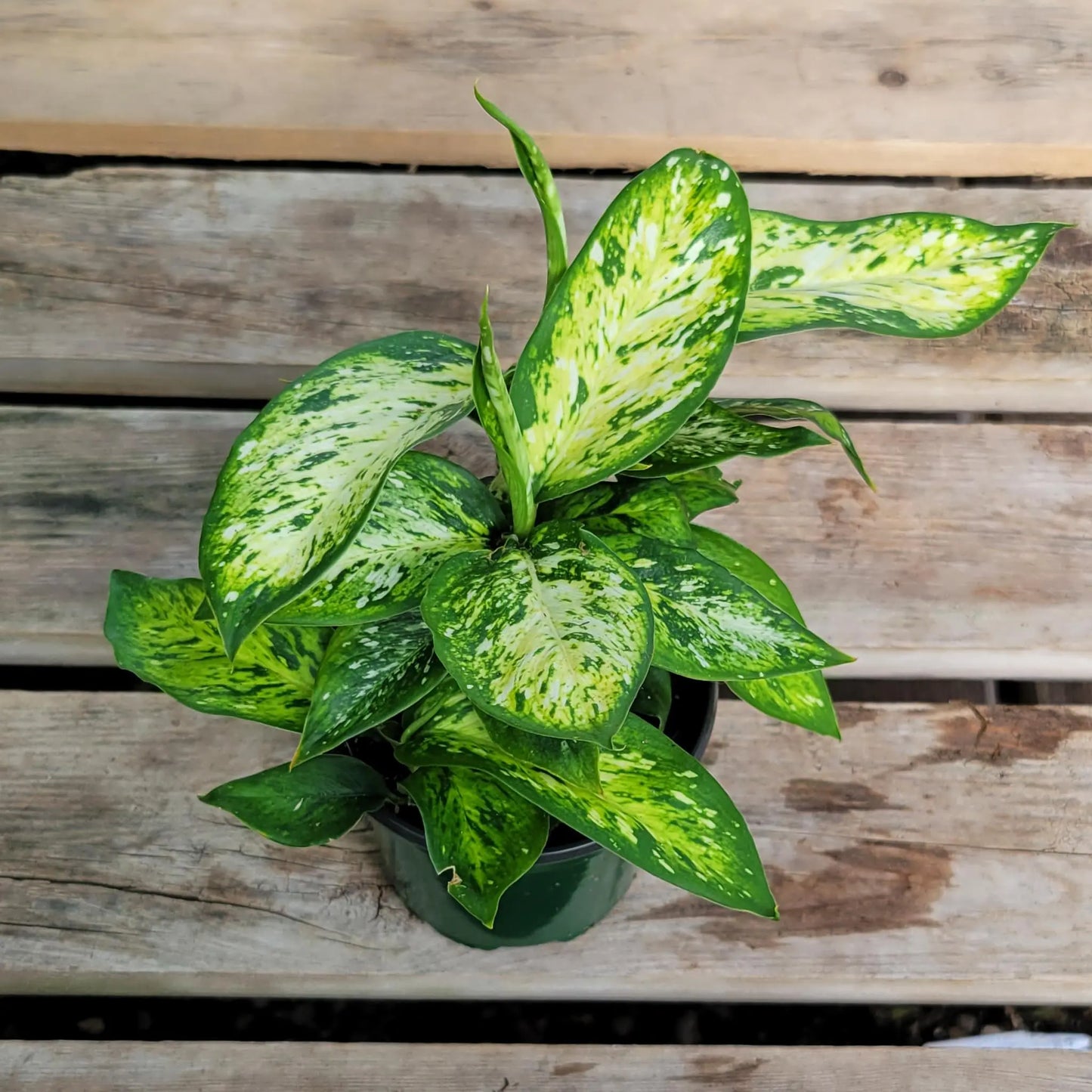 Dieffenbachia Bright Star