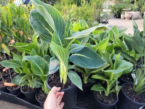 Hibiscus Klahanie Limoncello