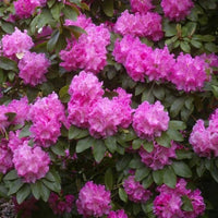Rhododendron Trude Webster - Ladybird Nursery