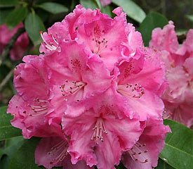 Rhododendron Trude Webster - Ladybird Nursery