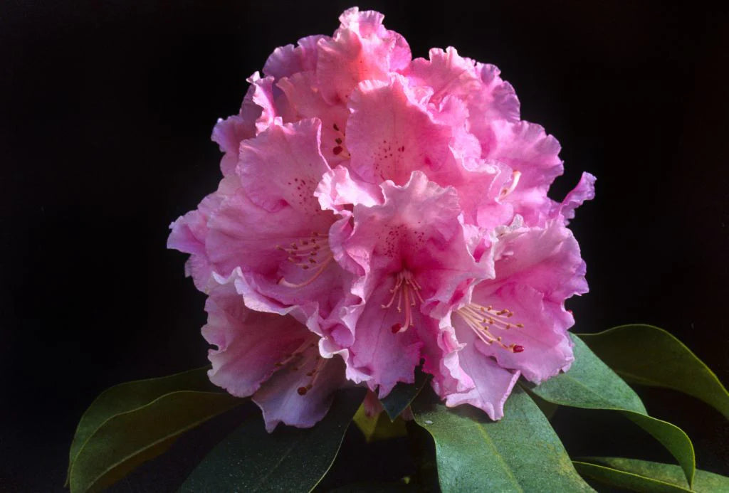 Rhododendron Trude Webster