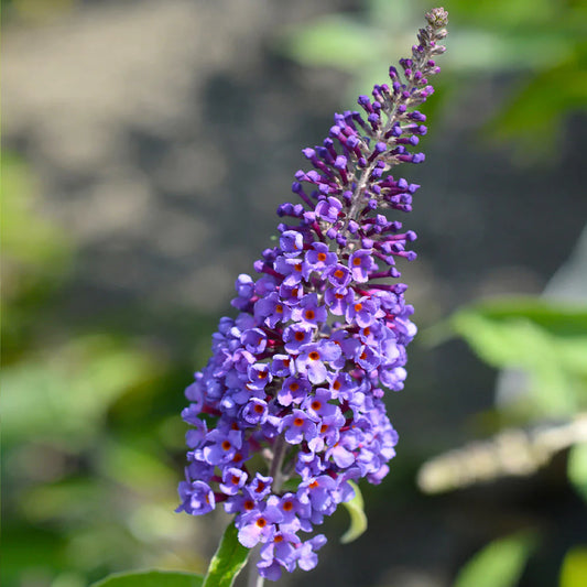 Butterfly Bush 'True Blue' (Buddleja davidii)