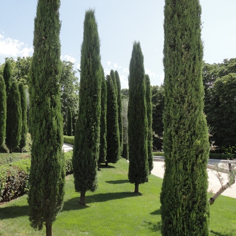 True Pencil Pine (Cupressus sempervirens 'Stricta') - Ladybird Nursery