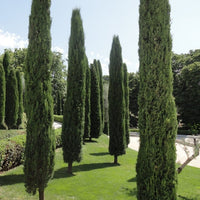 True Pencil Pine (Cupressus sempervirens 'Stricta') - Ladybird Nursery