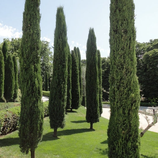 True Pencil Pine (Cupressus sempervirens 'Stricta') - Ladybird Nursery
