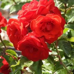 Rose Rumba (Rosa) - Ladybird Nursery